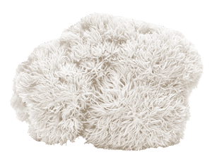 פטריית רעמת האריה לתמיכה בריכוז