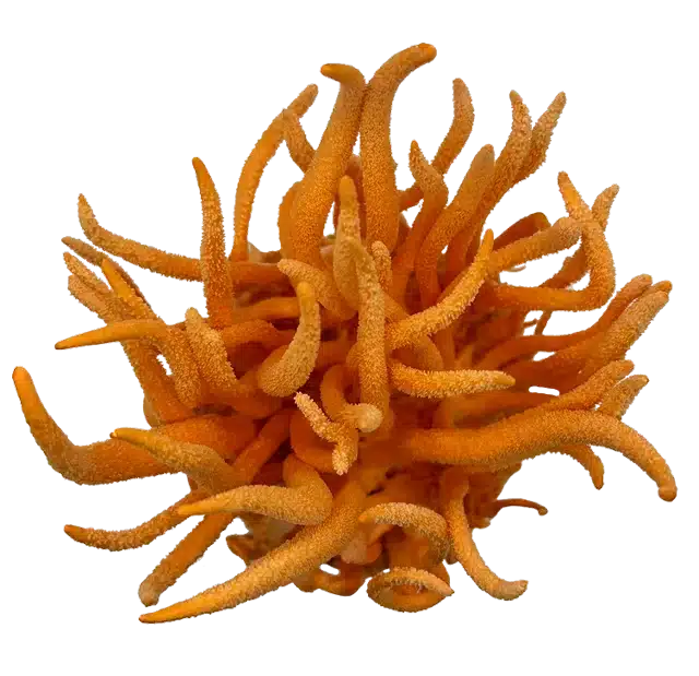 Cordyceps fruiting bodies