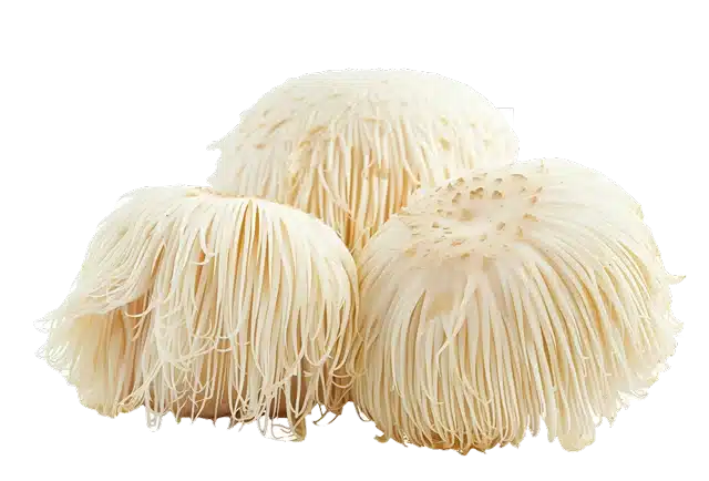 Lion's Mane mushroom
