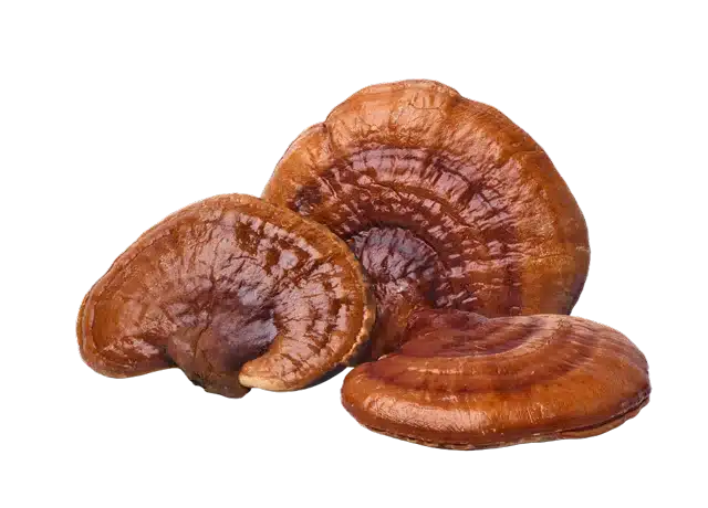 Reishi mushroom