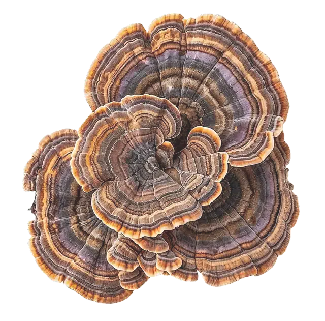 Turkey Tail mushroom