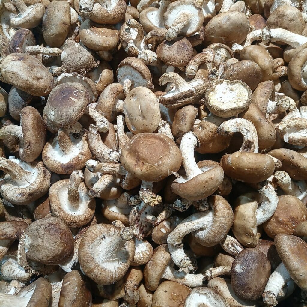 Medicinal mushroom fruiting bodies