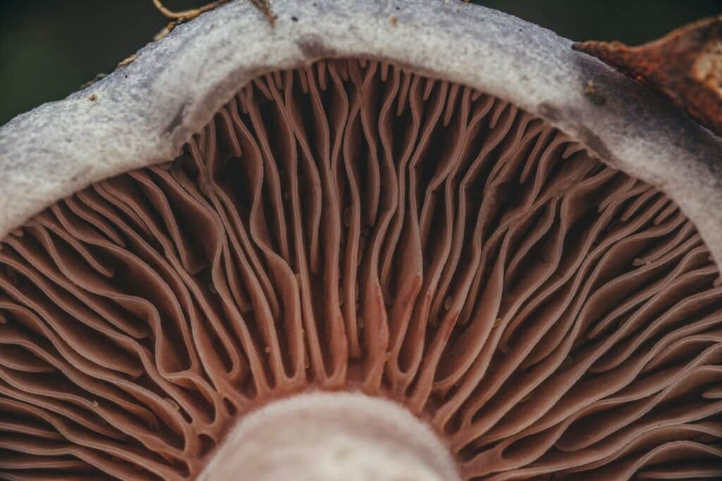 Reishi mushroom fruiting body