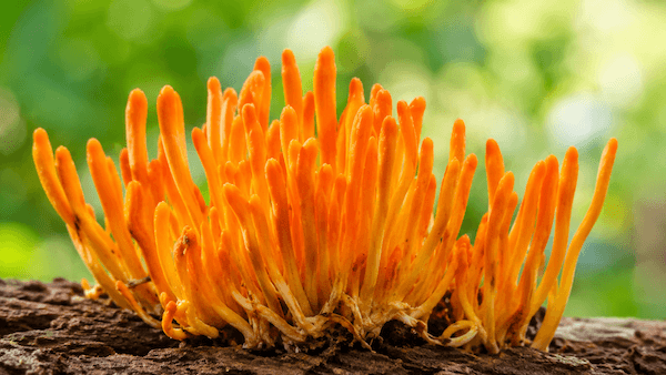 Cordyceps militaris mushroom for athletes