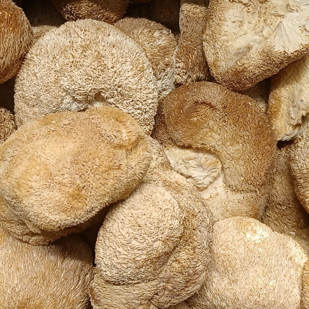 Dried Lion's Mane mushroom