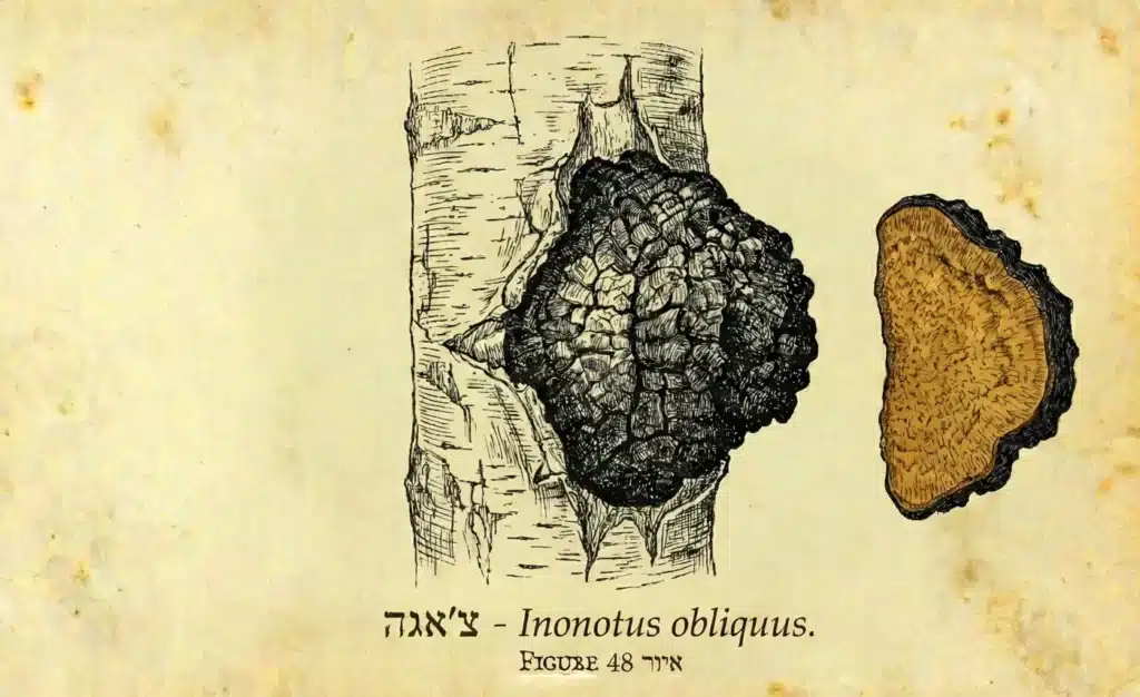צ׳אגה (Inonotus obliquus) על גזע ליבנה — סקלרוציום שנוצר בתוך העץ החי לאורך שנים
