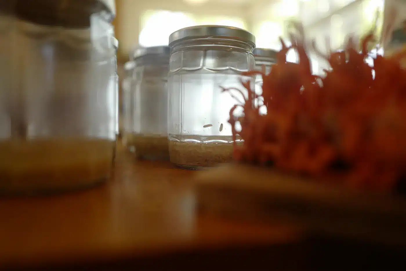 Alcohol extraction jar of medicinal mushrooms at the Triterra Farm studio