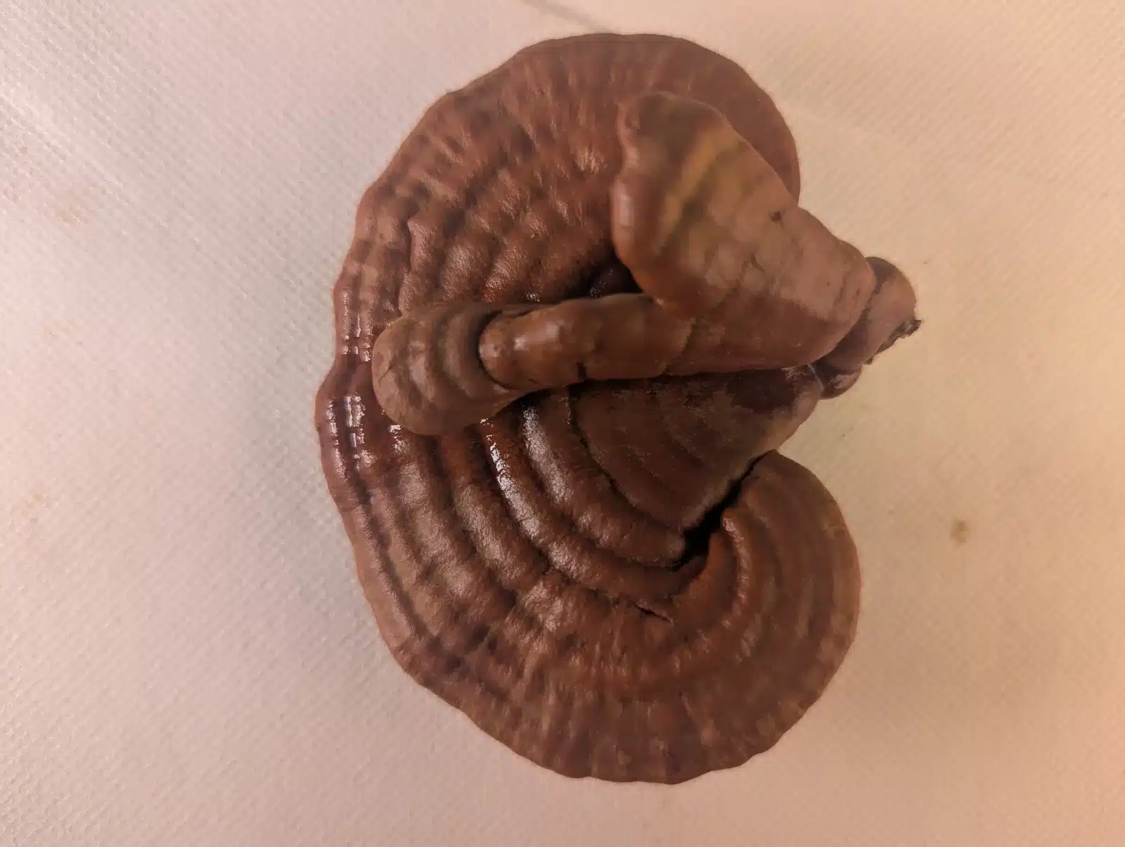 Reishi mushroom fruiting body grown at Triterra Farm — kidney shape with growth rings