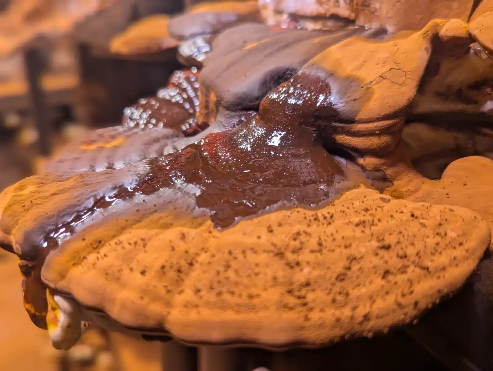 Close-up of a reishi mushroom during growth with red guttation droplets on the cap