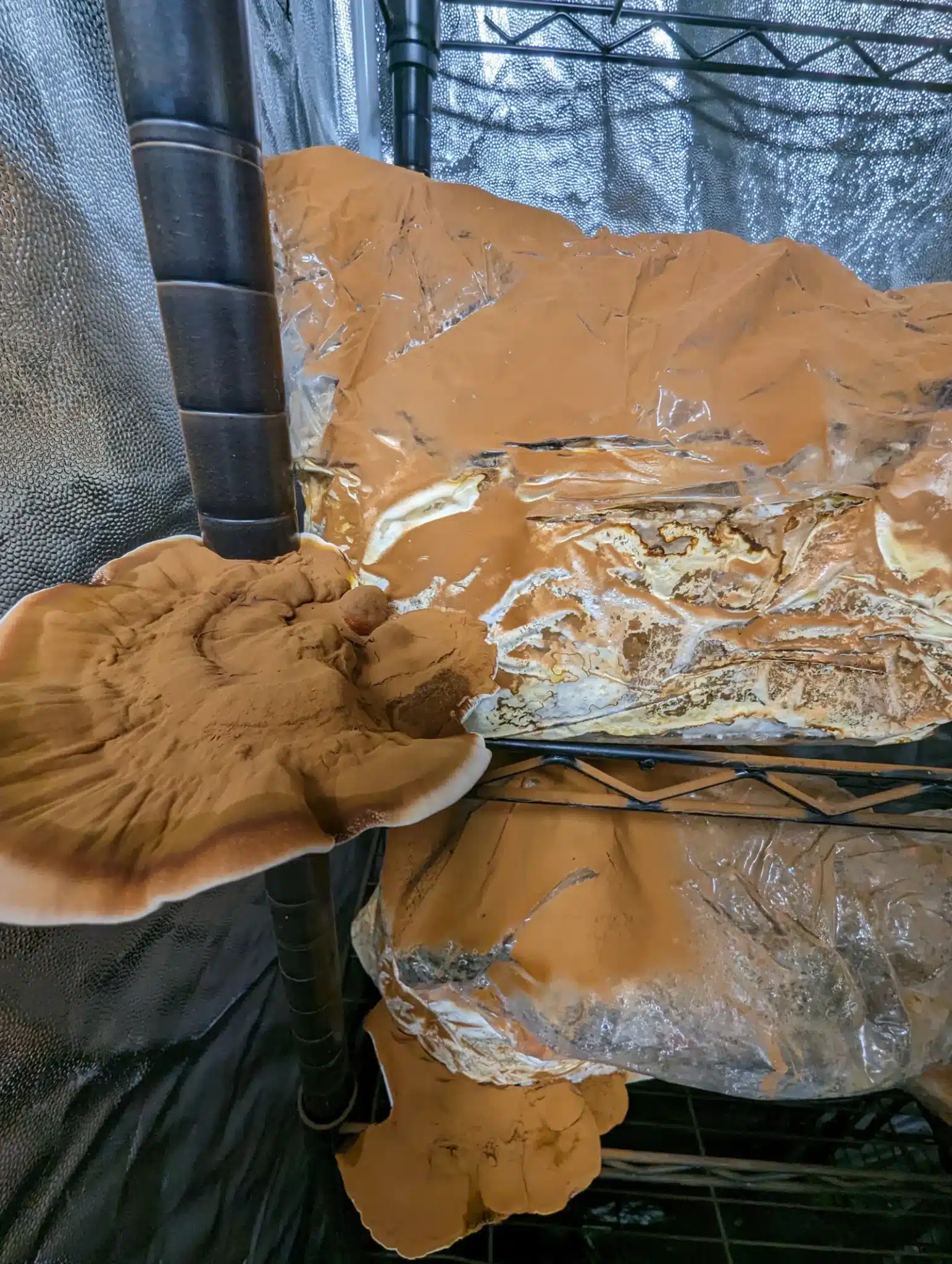 Reishi cap covered in brown spore dust in the Triterra Farm grow room