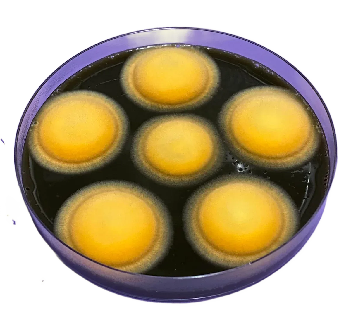 Mushroom mycelium growing in a petri dish — the thread network that is grown on grain in industrial production