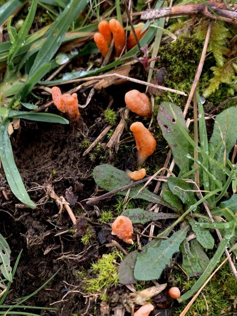 Cordyceps fruiting bodies