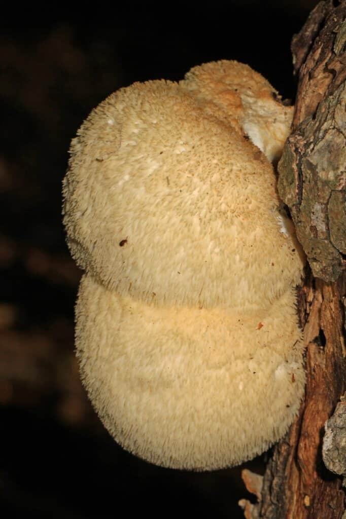 Lion's Mane mushroom